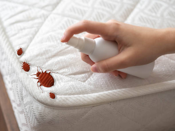 Best Mosquito Control Services  in New Pek, IN